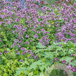 Origanum laevigatum 'Herrenhausen' GM P9