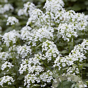 Pachyphragma macrophyllum GM P9