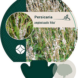 Persicaria a. 'Alba' GM P9