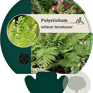 Polystichum set. 'Herrenhausen' GM P9