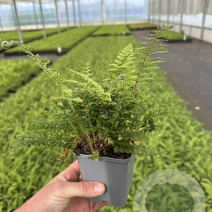 Polystichum set. 'Herrenhausen' GM P9