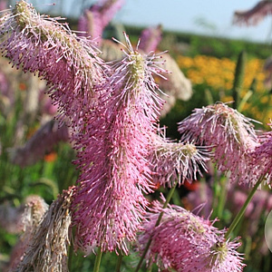 Sanguisorba h. 'Pink Brushes' GM P9
