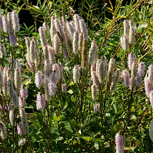 Sanguisorba h. 'Pink Brushes' GM P9