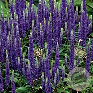 Veronica 'Sunny Border Blue' GM P9