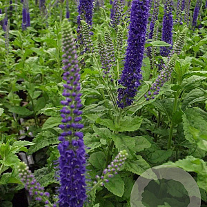 Veronica 'Sunny Border Blue' GM P9