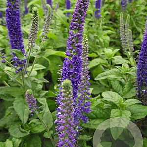 Veronica 'Sunny Border Blue' GM P9