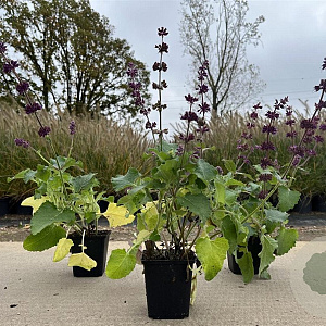 Salvia vert. 'Purple Rain' GM P9