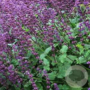 Salvia vert. 'Purple Rain' GM P9