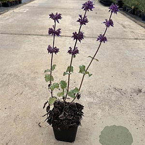 Salvia vert. 'Purple Rain' GM P9