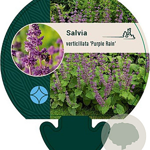 Salvia vert. 'Purple Rain' GM P9