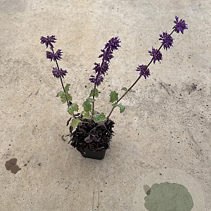 Salvia vert. 'Purple Rain' GM P9