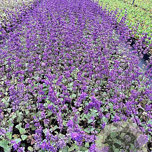 Salvia vert. 'Purple Rain' GM P9
