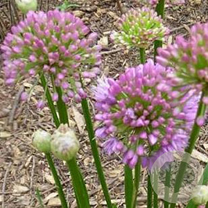 Allium 'Millenium' GM P9
