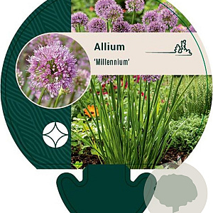 Allium 'Millenium' GM P9