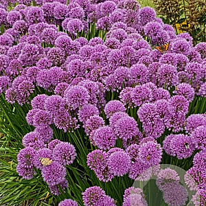 Allium 'Millenium' GM P9