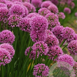 Allium 'Millenium' GM P9