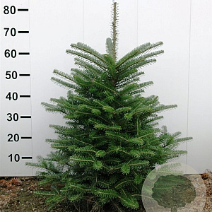 Abies koreana 60-80 cm met kluit
