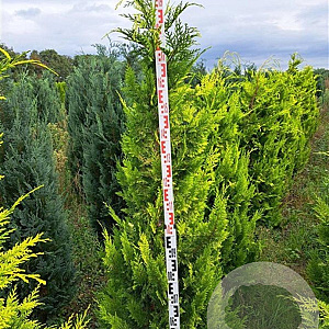 Chamaecyparis l. 'Ivonne' 180-200 cm met kluit extra
