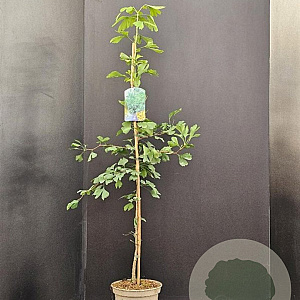 Ginkgo biloba 100-125 cm 5,0L