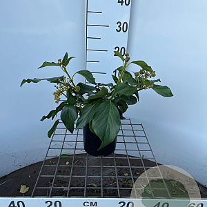 Hedera colchica 'Arborescens' 30-40 cm 2,5L