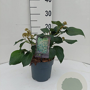 Hedera colchica 'Arborescens' 30-40 cm 2,5L