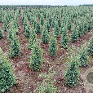 Juniperus comm. 'Hibernica' 60-80 cm met kluit