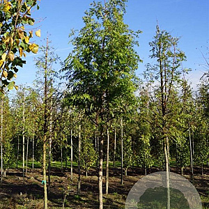 Metasequoia glyptostroboides 16-18 HO draadkluit