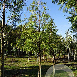 Metasequoia glyptostroboides 20-25 HO draadkluit