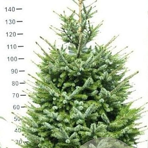 Picea omorika 150-175 cm met kluit extra