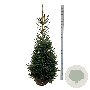 Picea omorika 150-175 cm met kluit extra