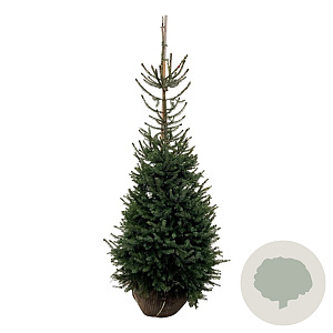 Picea omorika 150-175 cm met kluit extra