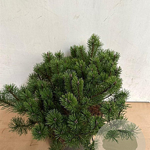Pinus mugo pumilio 40-50 cm 10L