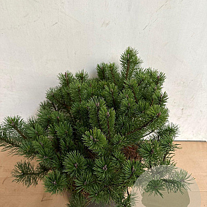 Pinus mugo pumilio 40-50 cm 10L