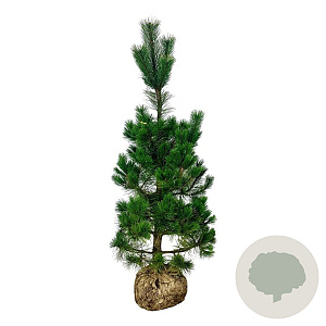 Pinus nigra nigra 175-200 cm draadkluit