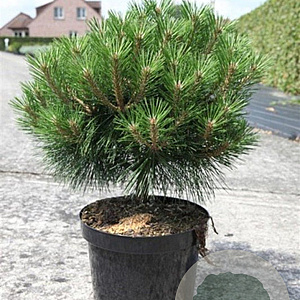 Pinus nigra 'Pierrick Bregeon' 40-50 cm 10L