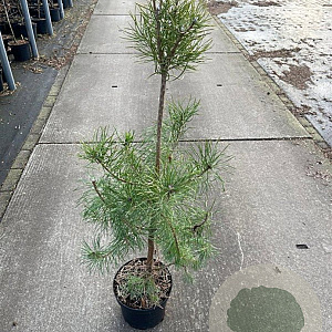 Pinus sylvestris 60-80 cm 5,0L