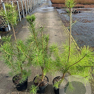 Pinus sylvestris 60-80 cm 5,0L