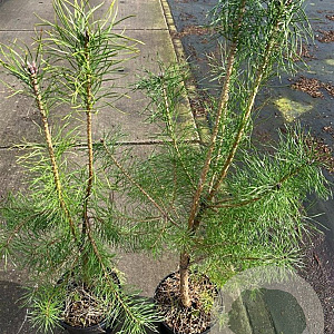 Pinus sylvestris 60-80 cm 5,0L