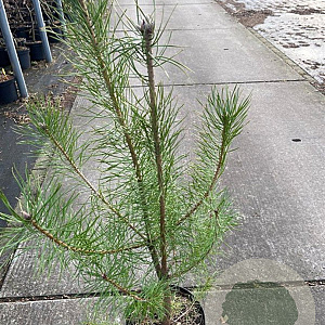 Pinus sylvestris 60-80 cm 5,0L