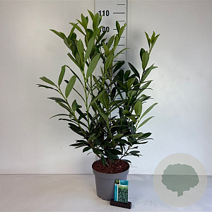 Prunus l. 'Caucasica' 60-80 cm 5,0L