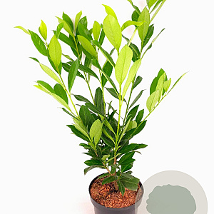 Prunus l. 'Caucasica' 60-80 cm 5,0L