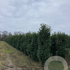 Prunus l. Genolia 200-250 cm draadkluit struik