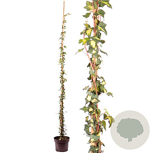 Hedera hel. 'Goldheart' 150-175 cm 50L