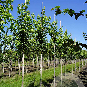 Acer rubrum 'Brandywine' 8-10 HO draadkluit