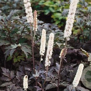 Actaea simp. 'Atropurpurea' GM P9