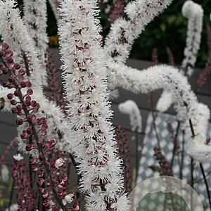 Actaea simp. 'Atropurpurea' GM P9