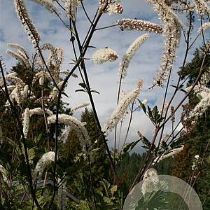Actaea simp. 'Atropurpurea' GM P9