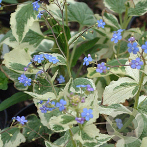 Brunnera macr. 'Dawson's White' GM P9