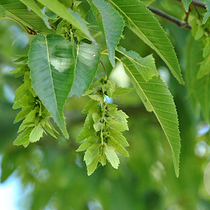 Carpinus polyneura 8-10 HO draadkluit