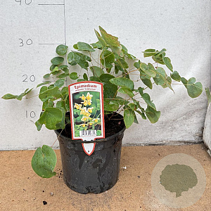 Epimedium versic. 'Sulphureum' GM 2,0L